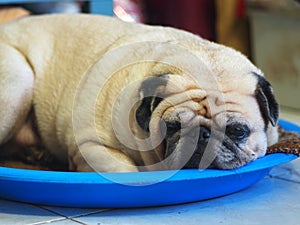 Lovely lonesome white fat cute pug dog laying on old soft cloth rug in blue dog bed outdoor