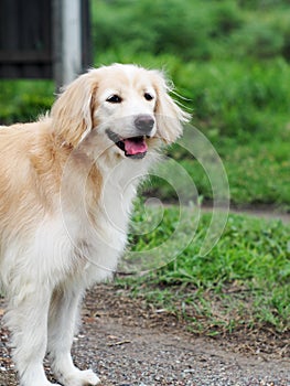 Lovely long hairy white fur cute dog playing outside in garden