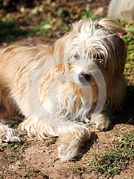 Lovely long hairy white fur cute fat dirty dog playing outdoor in home garden selective focus blur background