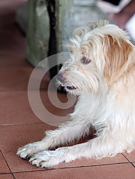 Lovely long hairy white fur cute fat dog laying on cold ceramic tiles floor