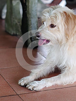 Lovely long hairy white fur cute fat dog laying on cold ceramic tiles floor