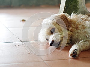 Lovely long hairy white fur cute fat dog laying on cold ceramic tiles floor making sad lonesome  face