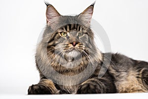 Portrait of mackerel tabby American Longhair Cat looking at camera, lying on white background