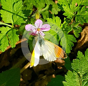 Lovely looking butterfly attends a small woodlands flower photo