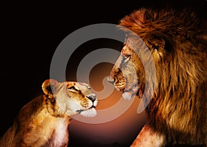 Lovely looking couple of two lions at each other