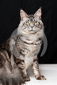 Lovely mackerel fluffy tabby Maine Coon Cat sitting on black and white background and looking at camera