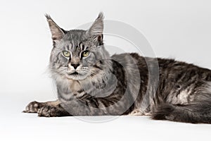 Lovely Maine Coon Cat. Portrait of mackerel tabby American Longhair Cat lying and looking at camera