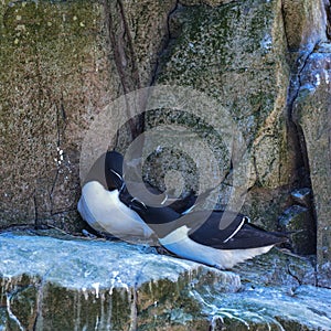 Lovely mated pairs of razorbill birds Alca Torda in Northumberland