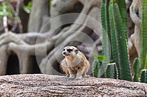 Lovely meerkat playing on branch