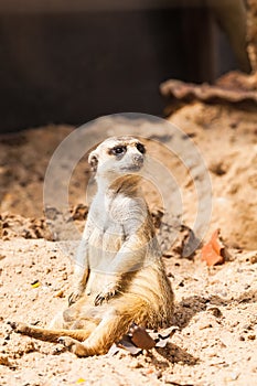 Lovely meerkat playing on sand