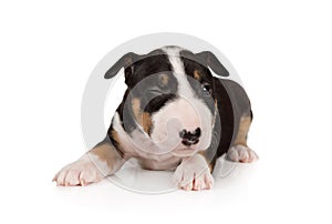 Lovely Miniature Bull Terrier puppy lying on a white background