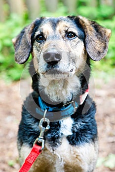 Lovely mixed breed dog with scarf and red leash