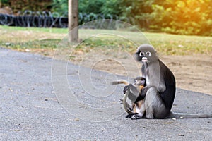 Lovely monkeys,cute Macaque glasses,funny monkey lives in a natural forest of Thailand