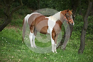 Lovely mottled pony with halter and insects protecter