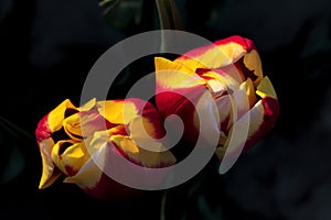 Lovely multi-colored dutch tulips against a dark background