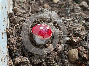 Lovely mushrooms photo