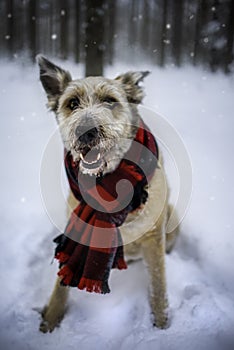 Lovely mutt dog rescued from the pet shelter sitting on the snow with red scarf.