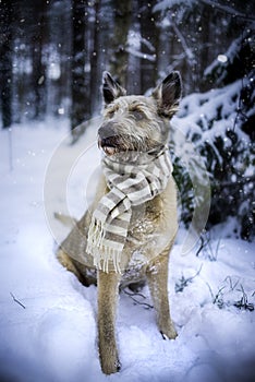 Lovely mutt dog rescued from the pet shelter sitting on the snow with scarf.