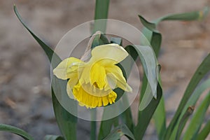 Lovely Narcis flower head with delicate yellow petals.