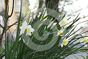 Lovely Narcissus flowers with 5 white petals and a bright yellow center.