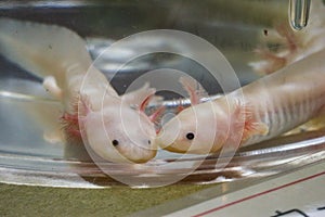 lovely neoteny cute fishes in clear water bowl background.