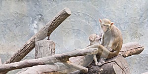 lovely New born baby  Monkey, eating in the zoo Chiang Mai THAILAND