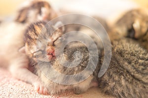 Lovely newborn kittens sleep, small baby animals sleeping, domestic pets