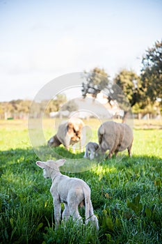 Lovely newborn lamb enjoying the serenity of the meadow. Charming image.