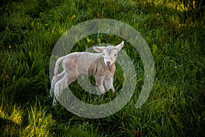 Lovely newborn lamb enjoying the serenity of the meadow. Charming image.