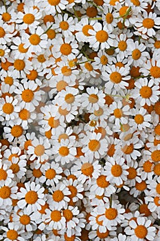 Lovely orange blossom daisy flowers background