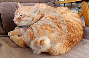 Lovely orange cat