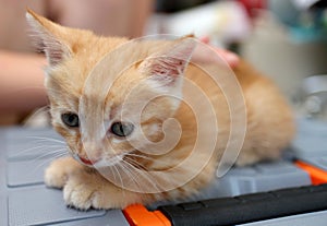 Lovely orange cat