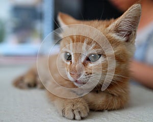 Lovely orange cat