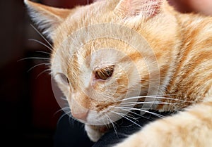 Lovely orange cat