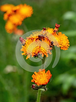 The lovely orange flowers of Pilosella aurantiaca Hieracium aurantiacum