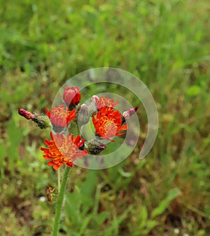The lovely orange flowers of Pilosella aurantiaca Hieracium aurantiacum also known as Orange Hawkweed and Fox and Cubs is a perenn
