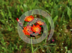 The lovely orange flowers of Pilosella aurantiaca Hieracium aurantiacum also known as Orange Hawkweed and Fox and Cubs is a perenn