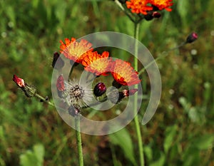 The lovely orange flowers of Pilosella aurantiaca Hieracium aurantiacum also known as Orange Hawkweed and Fox and Cubs is a perenn