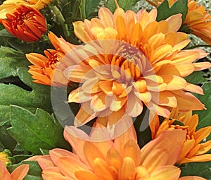 Lovely orange flowers from a spherical Chrysanthemum