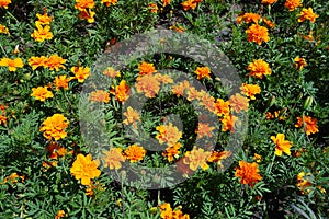 Lovely orange flowers of Tagetes patula