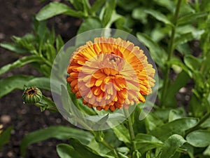 Lovely orange marigold flower and bud, variety Calendula Citrus Twist