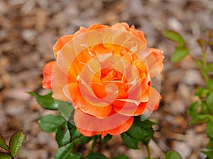 Lovely orange rose, variety Rosa Fellowship floribunda