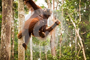 Lovely orangutan family hanging on the tree.