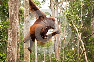 Lovely orangutan family hanging on the tree.