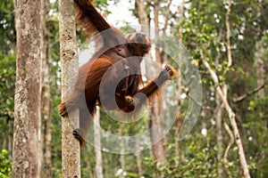 Lovely orangutan family hanging on the tree.