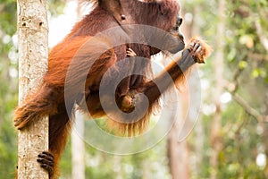 Lovely orangutan family hanging on the tree.