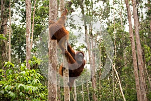 Lovely orangutan family hanging on the tree.