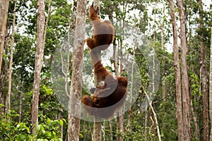 Lovely orangutan family hanging on the tree.