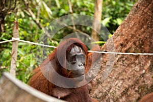 Lovely orangutan female.
