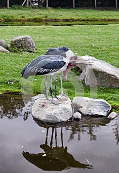 Lovely pair of Marabou storks beaks parallel to the ground. Two marabou birds standing on rocks.